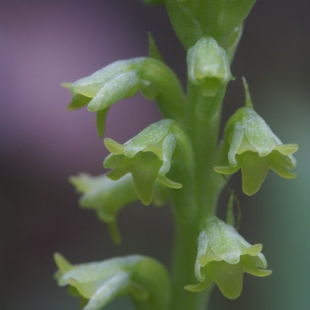 Gennaria diphylla